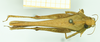 CollectionObject 1532638; 2cef890a-3906-4ebb-8ad2-3afa64d69766: male, dorsal view (holotype). (CollectionObject).