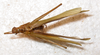 CollectionObject 1564888; a45e9ff3-bd9d-4654-a877-62d9c69fa87f: male, dorsal view (paratype). (CollectionObject).