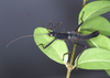 Peruphasma schultei Conle & Hennemann, 2005: copyright P.D. Brock. Culture stock, ex. Peru on privet Ligustrum sp. (Otu).