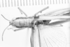 CollectionObject 1524440; c6510ced-54d0-43c1-9d4b-f0e624c08d9e: female, head and pronotum, lateral view (holotype of Cornops bivittatum). (CollectionObject).