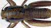 CollectionObject 1500534; beb283a7-5dc7-4bd1-9796-21eed334d8ce: female, dorsal view (holotype). (CollectionObject).