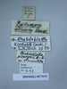 CollectionObject 1573291; 6177c8d6-da93-4891-b49d-1db7cda2f049: Copyright NHM, London. Non type, male, labels. (CollectionObject).