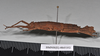 CollectionObject 1558294; NHMUK(SF IMPORT DUPLICATE) 845352, c0abbad1-e9b3-4d34-a809-5486ccb41942: copyright Natural History Museum, London. female, lateral view (holotype). (CollectionObject).