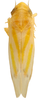Habitus, dorsal view on Erythridula minuta (Johnson, 1935): Habitus (allotype of E. fragilis Johnson, OSU collection). (Observation).