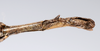 CollectionObject 1559120; 7dd5c026-dbae-43a0-af09-6a96b759d387: copyright ANSP. female: end of abdomen, ventral view (holotype). (CollectionObject).