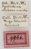 CollectionObject 1564225; NMW 9964, 365afe16-4674-4289-b9d1-187438175144: labels (syntype). (CollectionObject).