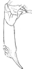 Anal tube processes on Asymmetrasca decedens (Paoli, 1932): Anal tube process. (Observation).