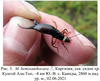 Mesasiobia hemixanthocara Semenov, 1908: Fig. 3. Mesasiobia hemixanthocara male, Kyrgyzstan, Northern slopes of Kungey Ala-Too Ridge, approx. 8 km South-East to Kaindy village, elevation 2860 m, 02.06.2021. (Otu).