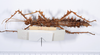 CollectionObject 1562170; ad035006-6f6d-4336-a46d-be63c0202544: copyright ANSP. female, ventral view (holotype). (CollectionObject).