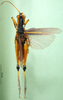 CollectionObject 1501192; 57ccbbc5-349f-44a4-8a8c-dde702498c10, DORSA BA000081S01: male, dorsal view (holotype). (CollectionObject).