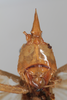 CollectionObject 1505689; 5dfb6dee-135d-4e8b-879a-ba453785f1e5: male, anterior view (syntype). (CollectionObject).