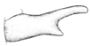 Chibchacris furcata Hebard, 1923: Pl. 16, Fig. 8 (after type). male, cercus, lateral view. (Otu).