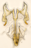 Aedeagus, ventral view: (Observation).