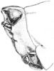 Tetrix brunnerii (Bolívar, 1887): Fig. 35. male, head, lateral view. (Otu).