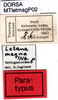 labels (paratype). Depicts CollectionObject 1571947; f73ffe99-5211-4a55-98b7-1e7cebad05cb, a CollectionObject.