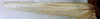 CollectionObject 1516817; bbe70e71-21d1-4679-8906-75ee74af3f70: female tegmen (holotype). (CollectionObject).