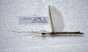 CollectionObject 1576281; e87d13fc-d4ba-4731-8498-df96141eb342: copyright ZRC, Singapore. female, dorsal view (paratype). (CollectionObject).