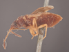 CollectionObject 1600172; ad601ef5-c967-4633-ad54-404fabb9e278: Rhyparochromus (Plociomerus) foedus LECTOTYPE (SMNH) - (CC BY-NC 3.0) - Photo by Gunvi Lindberg. (CollectionObject).