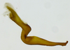 Stylus on Coarctana rana (DeLong & Wolda, 1982): Male [DZRJ]: style, lateral view. (Observation).