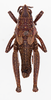 CollectionObject 1504681; fdf37a02-a398-4a8c-bda2-f377c660998e: male, dorsal view (holotype of Monistria flavogranulata truganinae). (CollectionObject).