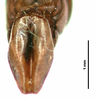 CollectionObject 1581737; f77b5920-f19e-49b0-9eca-06b839a5cf11: male, genitalia (holotype). (CollectionObject).