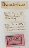 labels (syntype). Depicts CollectionObject 1564210; NMW 12038, 917a7608-ea52-48c8-8116-e3318eed2645, a CollectionObject.