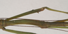 CollectionObject 1559453; 578e9e2a-4691-4089-8e01-37838b64286b: copyright Natural History Museum, London. male: metanotum and mid femur (paratype). (CollectionObject).;CollectionObject 1559454; ebecc9ec-62c2-4dee-968b-3db0f117c7ff: copyright Natural History Museum, London. male: metanotum and mid femur (paratype). (CollectionObject).