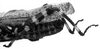 CollectionObject 1501120; df0a4123-1975-493d-a3ae-169080775fc6, MfN 1755: Image Carbonell, C.S. male abdomen tip, lateral view (syntype). (CollectionObject).