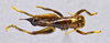 CollectionObject 1593841; 35275bd3-0e35-4f69-8a80-b6104eabb9f9: female, dorsal view. (CollectionObject).