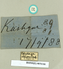 CollectionObject 1573057; NHMUK(SF IMPORT DUPLICATE) BMNH(E) 876170'', f0cda3f4-3f17-4e3d-a2e0-d6aea234d2b9: Copyright Natural History Museum, London. Labels from syntype (female) in BM(NH). (CollectionObject).