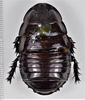 CollectionObject 1618727; f214703f-c00b-4387-996c-7fdfd558e556: (CollectionObject).