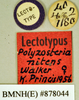 Polyzosteria limbata Burmeister, 1838: Copyright Natural History Museum, London. Labels from lectotype (female) of synonym Polyzosteria nitens Walker, 1868 in BM(NH). (Otu).