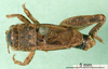 CollectionObject 1500760; f05baea1-9bd1-4109-8111-1aab8a4f5a1d: male, dorsal view (holotype or lectoytpe of Modicogryllus laqueatus). (CollectionObject).