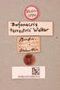 CollectionObject 1496483; 384a42f6-68d2-4fda-bc4c-48de7e240ce1, NHMUK015982316: Bufonacris terrestris (paralectotype). (CollectionObject).