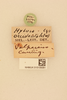 CollectionObject 2071188; f8f91e8d-75b5-4762-8ac8-31f3df0e1949, NHMUK015105081: labels (paralectotype). (CollectionObject).
