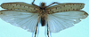 CollectionObject 1517215; 1ae2a5ef-04b8-41e3-8852-1d677969ea53: male (lectotype). (CollectionObject).