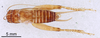 CollectionObject 1522872; 9d8e9ec4-2e14-4260-8f3b-e77e9ca1dd8e: Male, dorsal view (holotype). (CollectionObject).