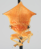 Head: !! display not done !! on Stictolobus arcuatus Caldwell, 1949: (Observation).