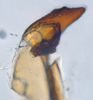 Stylus on Deltocephalini Fieber, 1869 N. Gen. BR2 n. sp. 1: (Observation).
