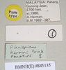 Ommatopseudes harmani (Brock, 1995): copyright Natural History Museum, London. female, data labels (paratype). (Otu).