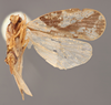 Habitus ventral view: !! display not done !! on Pintalia lateralis Stål, 1862: (Observation).