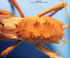 CollectionObject 1538333; cd95db4b-d747-43b6-999f-25edf1c48b7d: female head and pronotum, dorsal view. (CollectionObject).