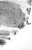 Aedeagus, ventral view.: !! display not done !! on Anoecia (Anoecia) corni (Fabricius, 1775): Marginal tubercles present on all segments of Anoecia corni. (Observation).
