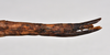 CollectionObject 1558585; NTUC 719, eb6f0012-b2b7-495b-835a-b789b0b39b78: copyright NTUC. female: end of abdomen, lateral view (holotype). (CollectionObject).