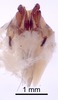 CollectionObject 1522860; f433d356-ecf2-47c0-bea5-0283d0563ff6: Male genitalia, ventral view (holotype). (CollectionObject).