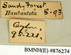 CollectionObject 1573093; c1671df1-4e64-4d4c-b691-1d9b5e1bbdef: Copyright Natural History Museum, London. Labels from non-type (adult female) in BM(NH). (CollectionObject).