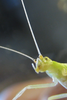 view of antennal markings. Depicts Oecanthus rileyi Baker, 1905, an Otu.