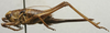 CollectionObject 1535946; 2747b89e-ab81-4039-a546-ed68069faddd: female, lateral view (syntype). (CollectionObject).