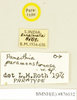 Panesthia paramonstruosa Roth, 1979: Copyright Natural History Museum, London. Labels from paratype (adult male) in BM(NH). (Otu).