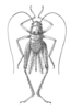 Fig. 350. female, dorsal view. Depicts Eremogryllodes monodi Chopard, 1929, an Otu.